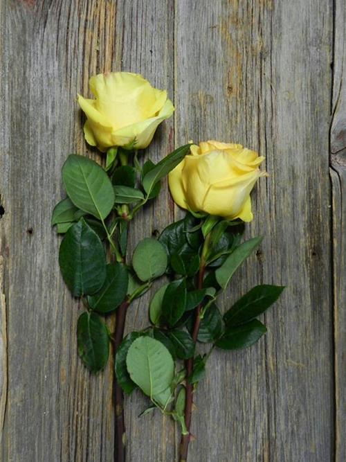 DEJA VU  YELLOW ROSES
